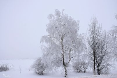 darveta-zima-snyag-vreme.jpg