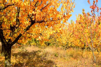 esen-gora-lista-vreme-9.jpg