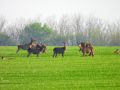 koshuti-vreme-2.jpg