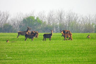 koshuti-vreme-2.jpg