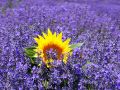 lavandula-slanchogled-vreme.jpg