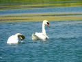 lebedi-vreme-4.jpg