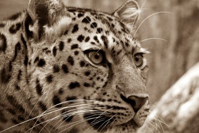 leopard-400400_1920.jpg