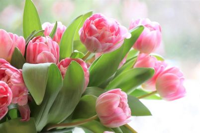 tulips-4026273_1920.jpg