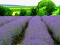 vreme-lavandula-2.jpg