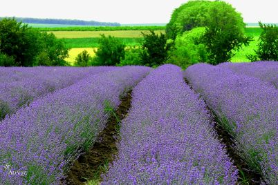 vreme-lavandula-2.jpg